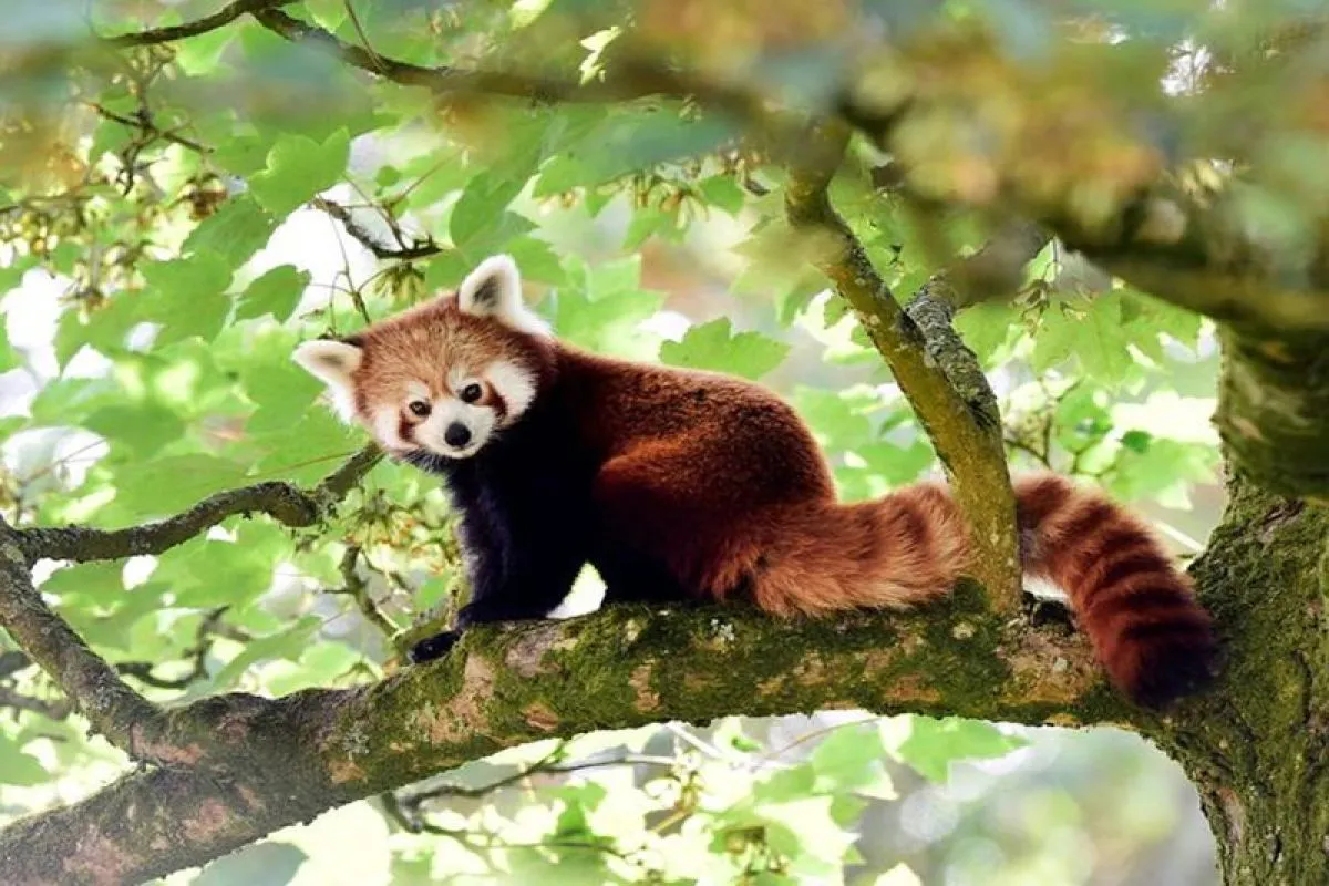 Habitat Panda Merah yang Terus Tergerus: Ancaman Serius dari Perubahan Iklim